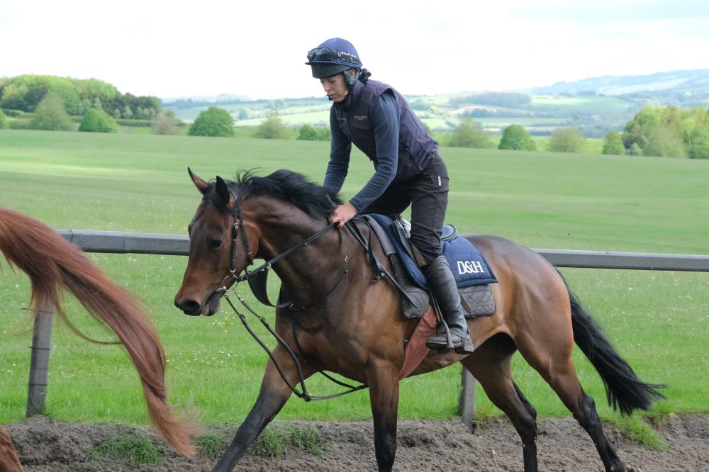 Sandra Steer-Fowlers latest homebred..A 4 year old gelding by Gentlewave out of A Shade Of Bay
