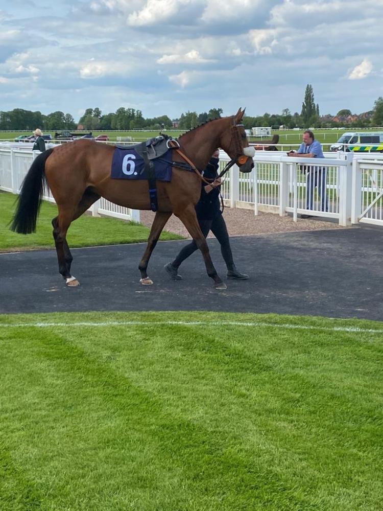 Mon Palois at Worcester in the parade ring