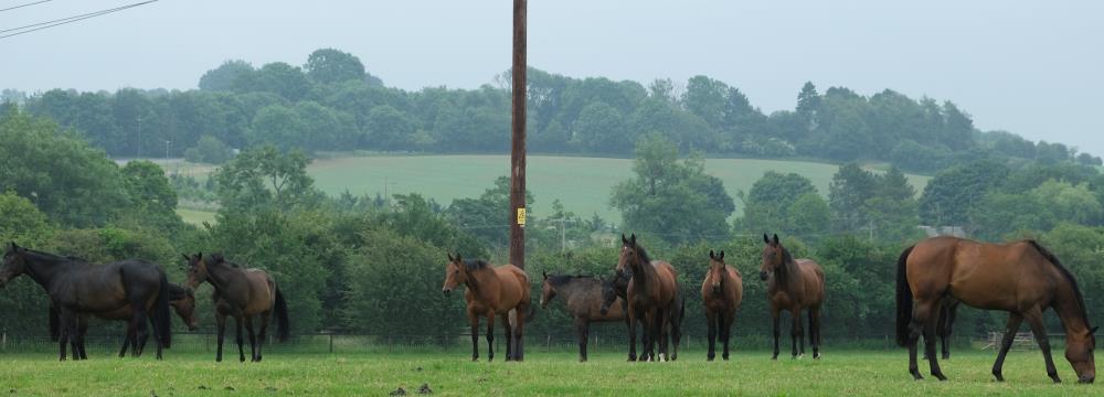 Horses enjoying their break.. last few days