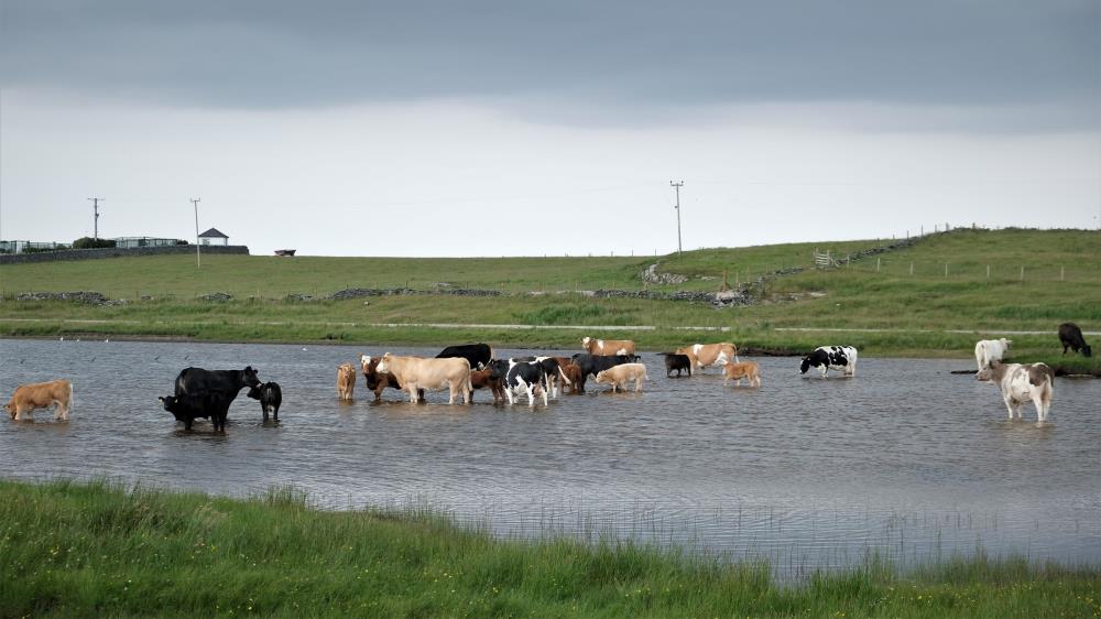 Cattle in Ardnave loch