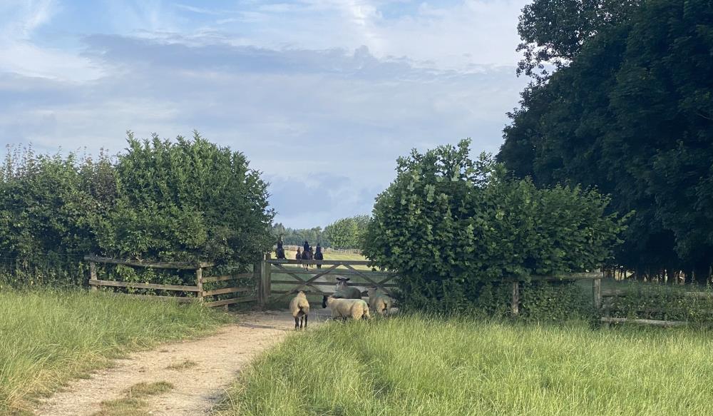 Lambs at the gate