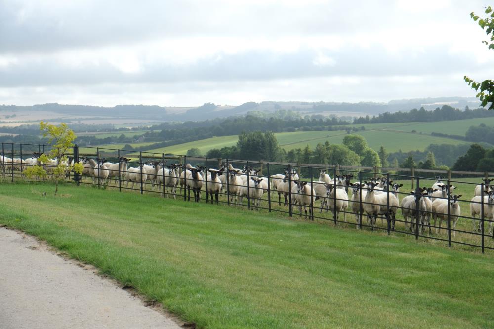 Passing the sheep on the way to the gallops