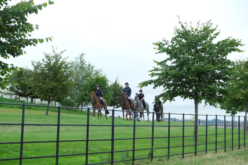 Yeavering Belle leading some of the horses to the gallops