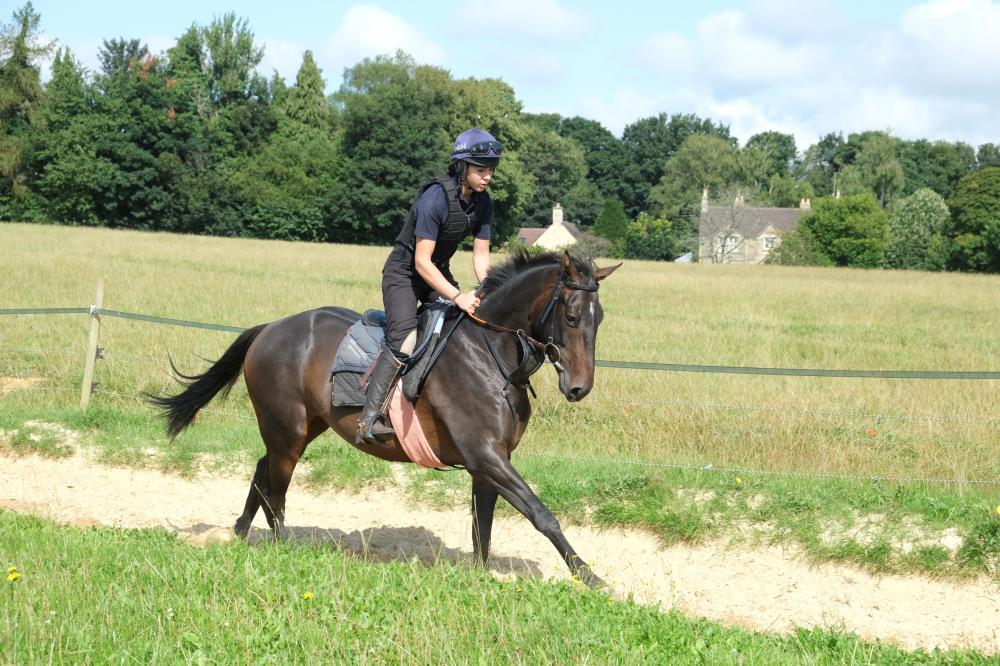 Getaway 3 year old gelding out of You Should Know.. for sale