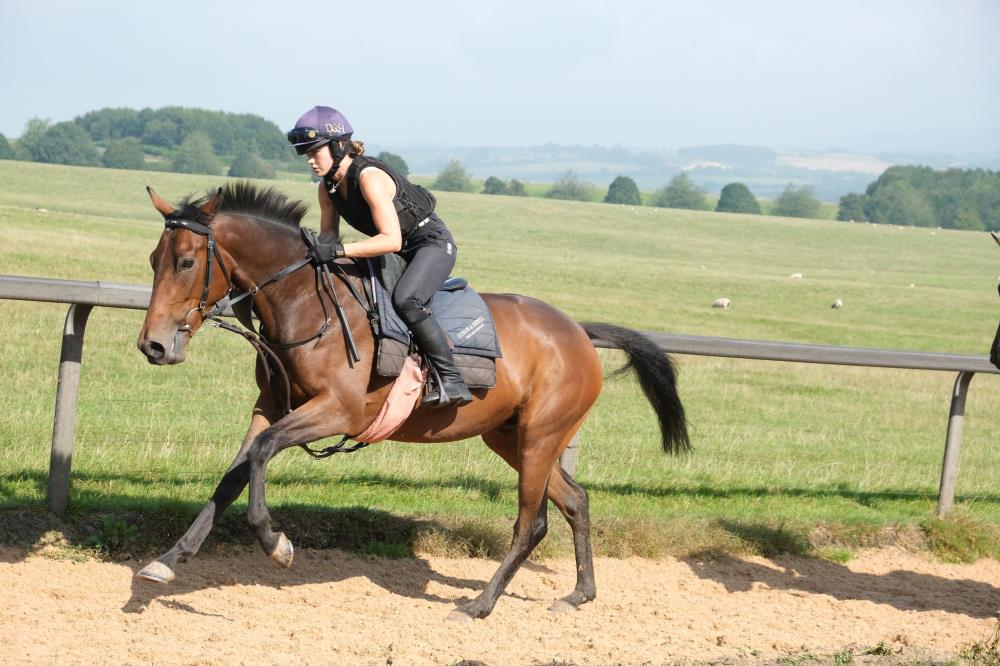 The Mahler 3 year old gelding out of Emily Gray.. For Sale