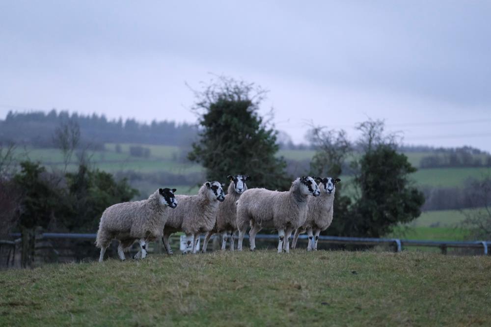 Dark mornings are still here.. Gordon's sheep are still out