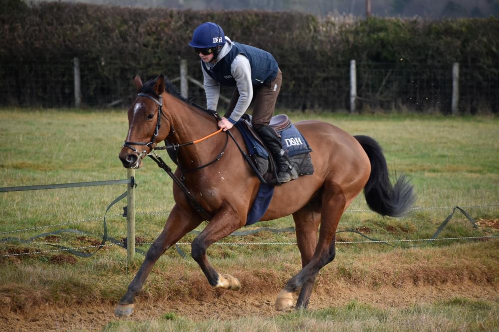 The 4 year old Getaway out of Liane de Pougy.. There is one leg for sale in this stunning horse.. Call Peter 07901763643