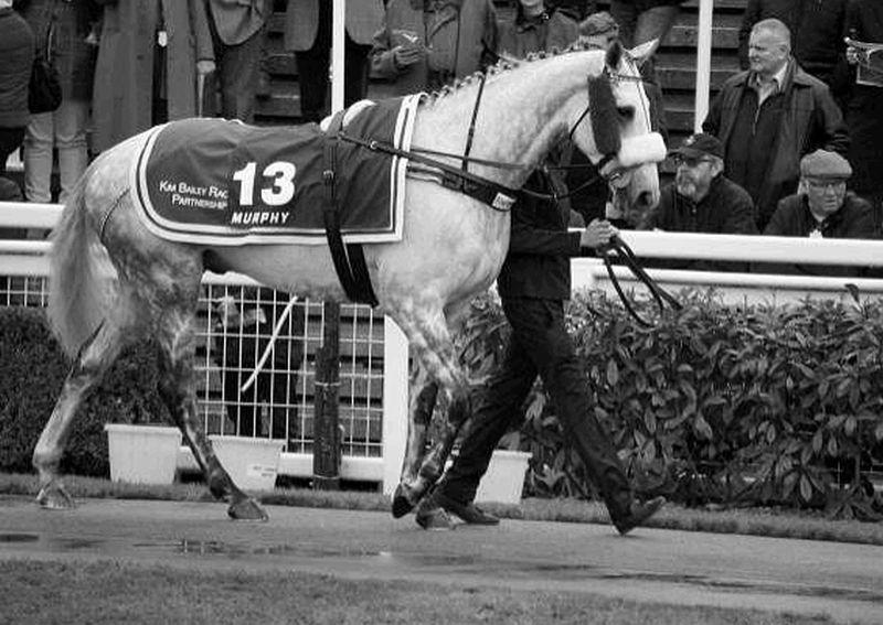 Knockanrawley in the paddock before the race