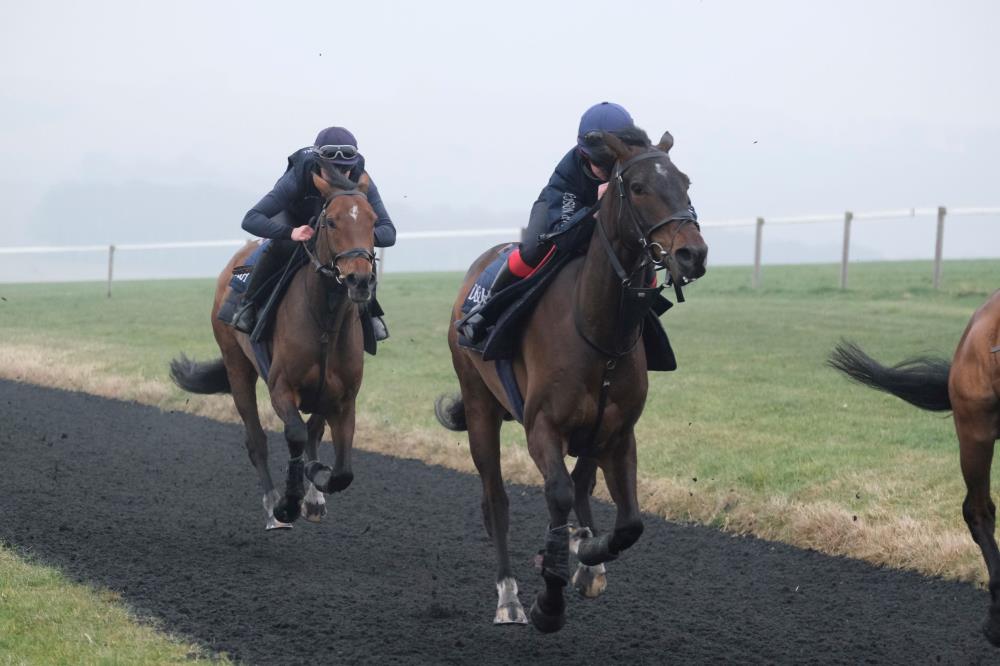 The Geatway gelding leading Rose and Thistle