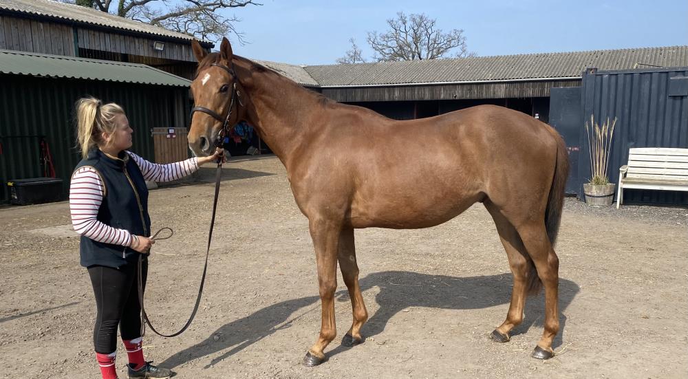 John Perriss's 3 year old gelding by Jack Hobbs out of Mollys A Diva