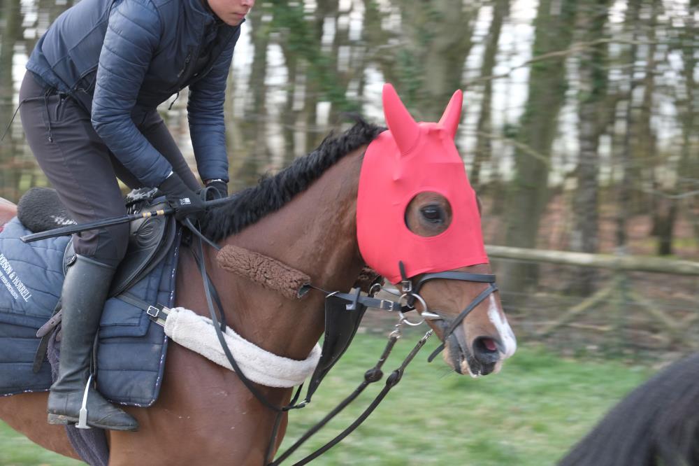 Two For Gold getting used to his Grand National red hood.. He will wear for the parade to try and keep him calm.. But not in the race.