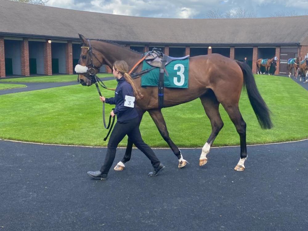 Peaked Too Son in the pre parade ring