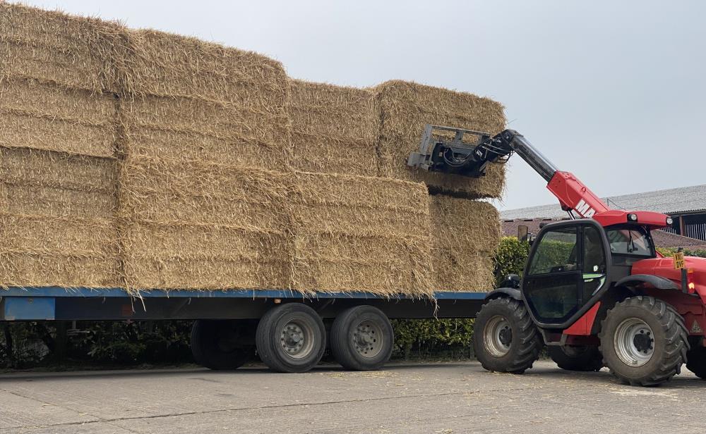Early morning rye straw delivery..