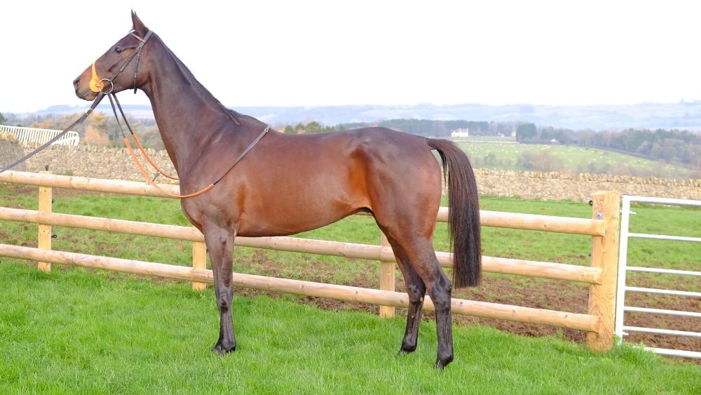 Irish point to point winner Royal Supremo who was bought at the recent Cheltenham sales