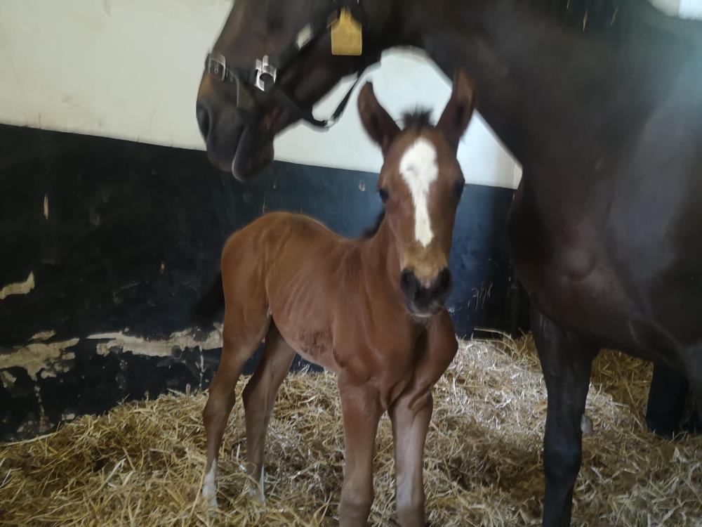 John Perriss's latest foal arrived on Sunday night... A filly by Scorpion out of Mollys A Diva..