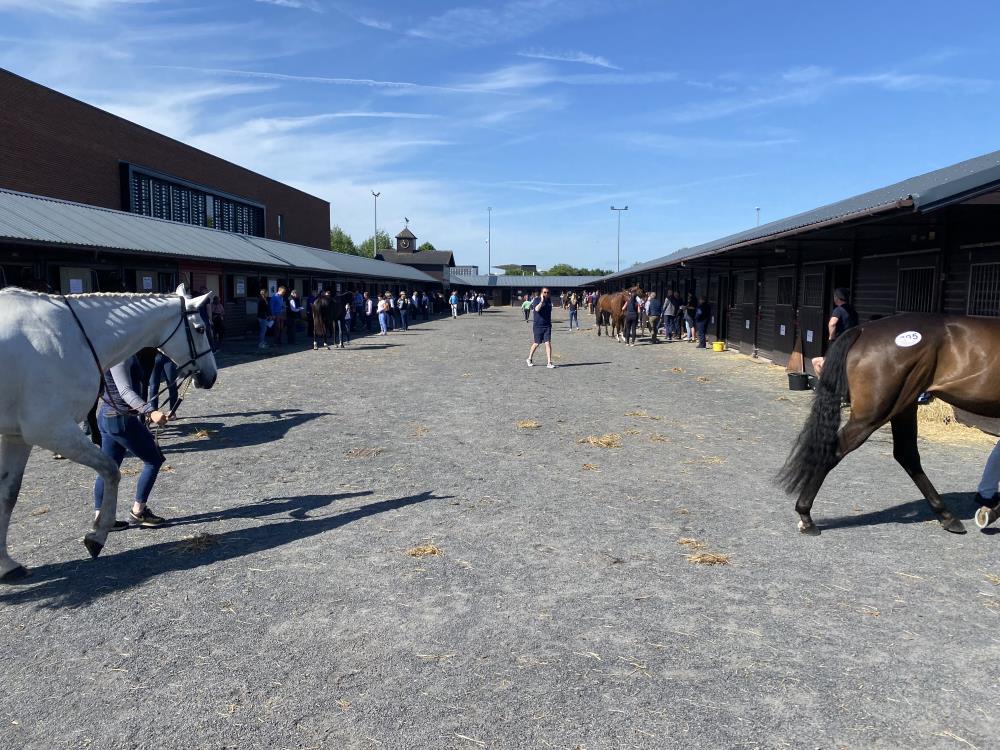 One of the sales yards