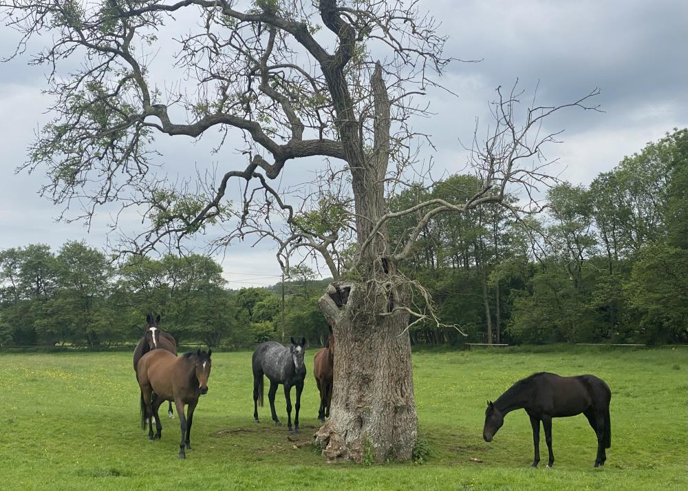 Stunning tree..Starvoski, Behindtheveil, Galante De Romay and Bare Asset is on the right.. Hiding is Flirtatious Giorl