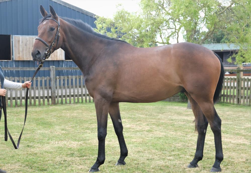2019 gelding by Jack Hobbs x Miss Mobet. 3 shares out of 4 for sale..Please ring Peter Kerr on 07901763643 for further information