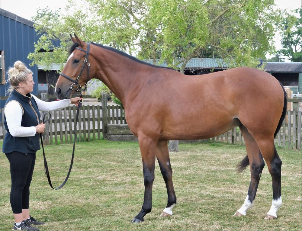 2019 gelding by Court Cave x Aimigayle ..For sale.. Please ring Peter Kerr on 07901763643 for further information 	