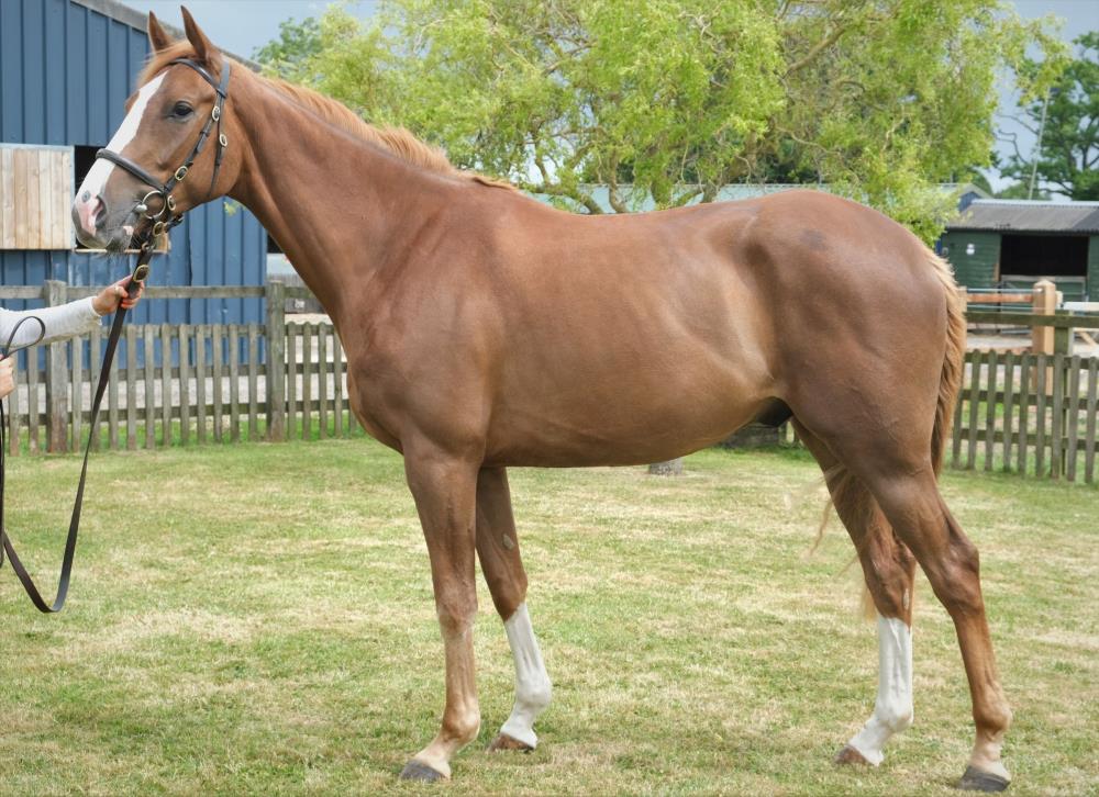 2019 gelding by Black Sam Bellamy x Presenting Taupo.. For sale..Please ring Peter Kerr on 07901763643 for further information 