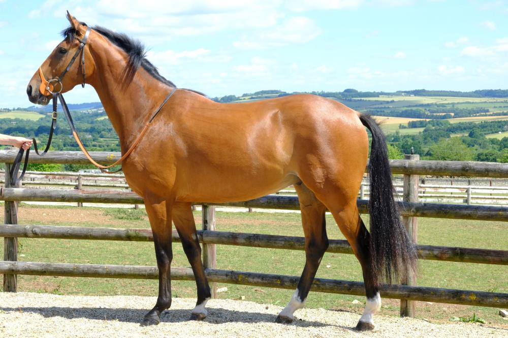The 3 year old by Court Cave out of Aimigayle.. For Sale
