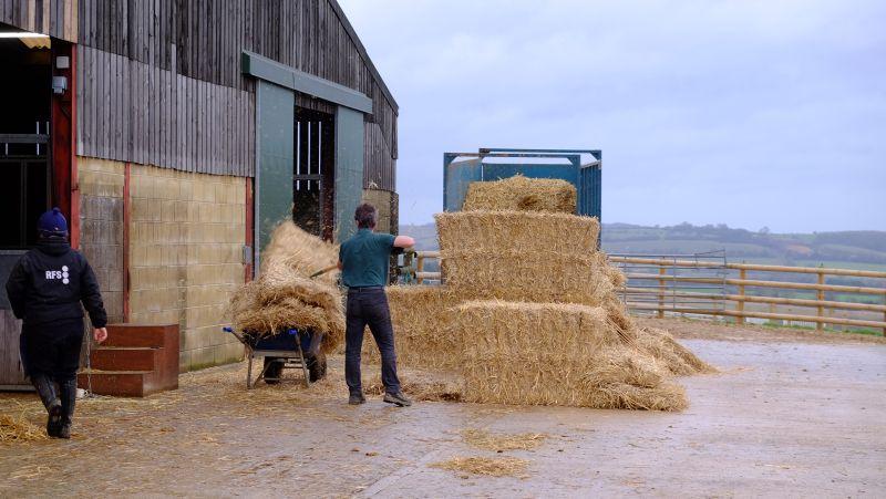 Higgs sorting the straw for the horses bedding