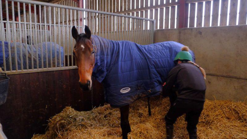 Un Ace being rugged up after excercise