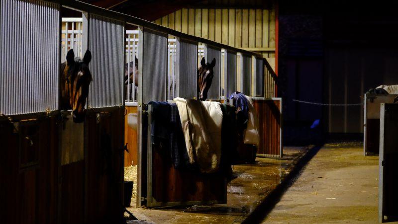 Cresswell Legend and Trojan Star peep out over their stable doors