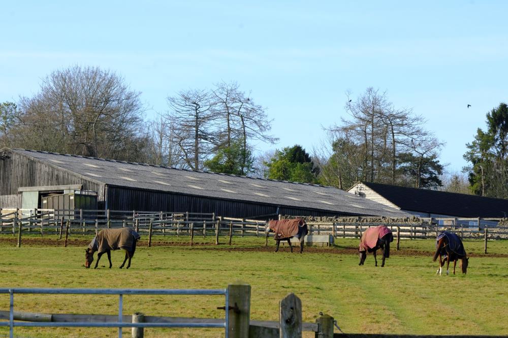 Some of the horse out yesterday enjoying the sun