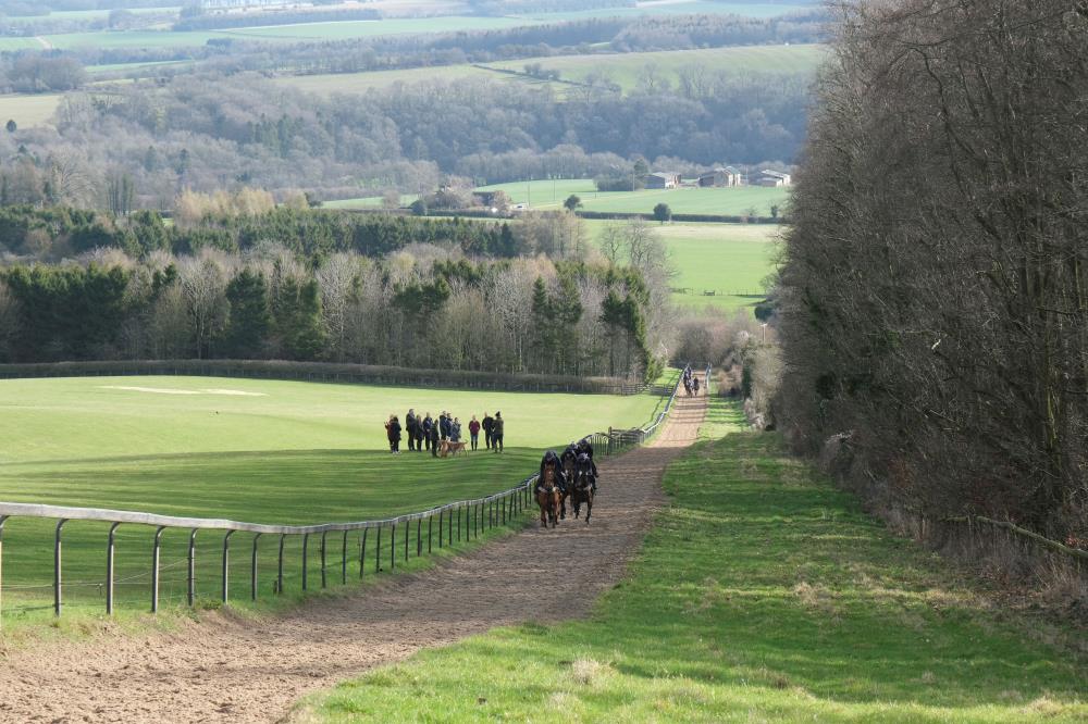 This morning team walking up the gallops
