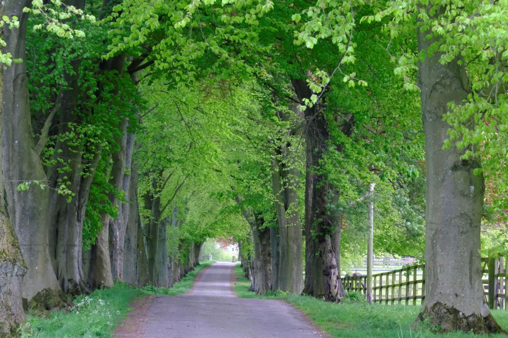 The avenue of trees at Dowdeswell.. this is where the horses are turned out for the summer