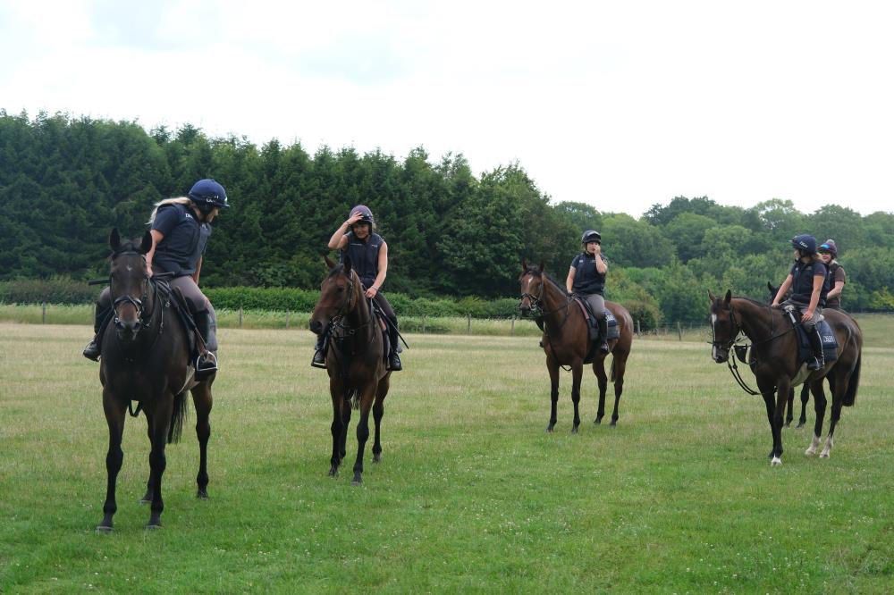 Waiting for me to open a gate! Heros de Romay, The Jack Hobbs gelding, Behind The Veil and Destroythevidence