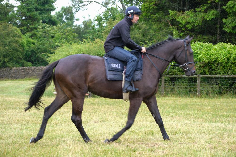 3 year old Soldier Of Fortune gelding out of Milly Lamb.. For Sale..