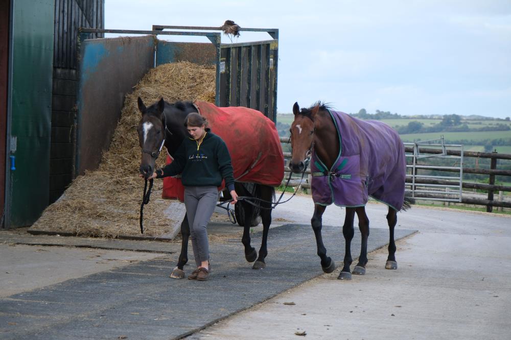 Espoir De Romay and Land Afar coming in from the fields last night