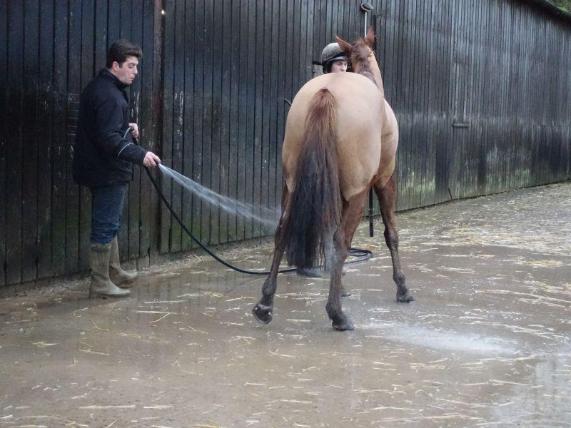 Patsys Castle being washed down after exercise