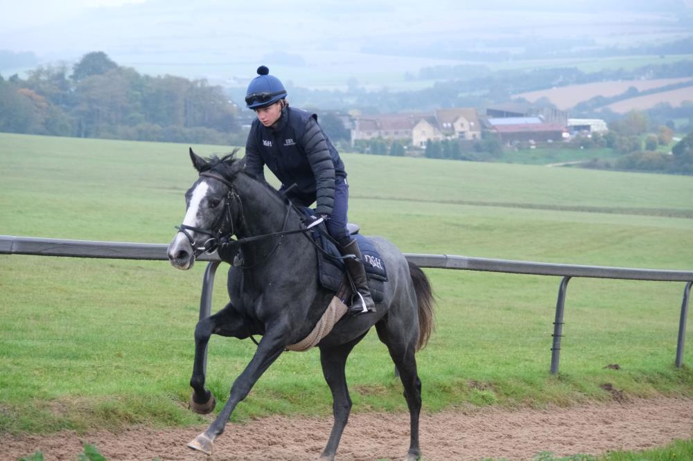 Guchen having his first canter at Thorndale.. Recently arrived from France..For sale!