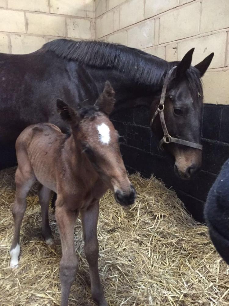 Talking babies. Here is Supreme Present with her colt foal by Kayf Tara.. worth his weight in gold? 