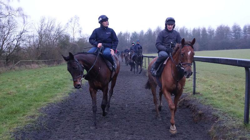 Royal Supremo and The Last Samuri walking down the gallop after working first lot.. Ed telling David how good he is?