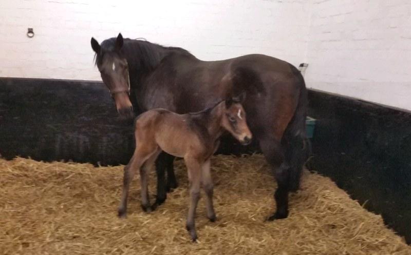 John Perriss's Even Flo with her filly foald by Malinas