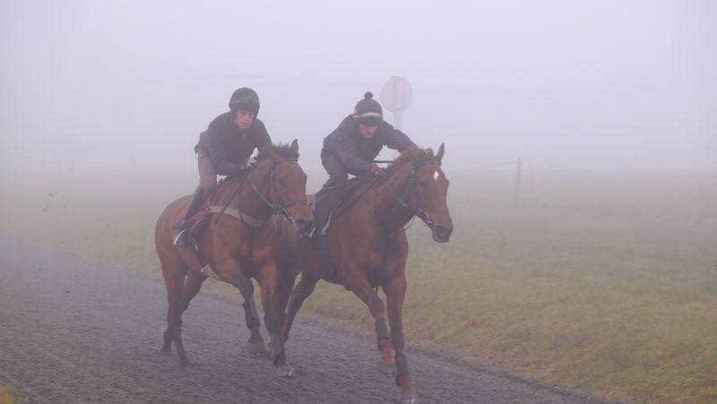 Alfies Choice and Sugar Loaf Sholto working