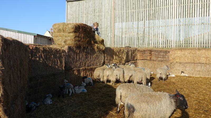 Feeding the Thorndale lambs
