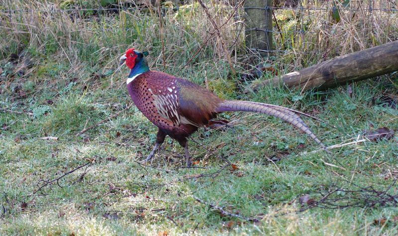 Full of nature this morning.. A Pheasant