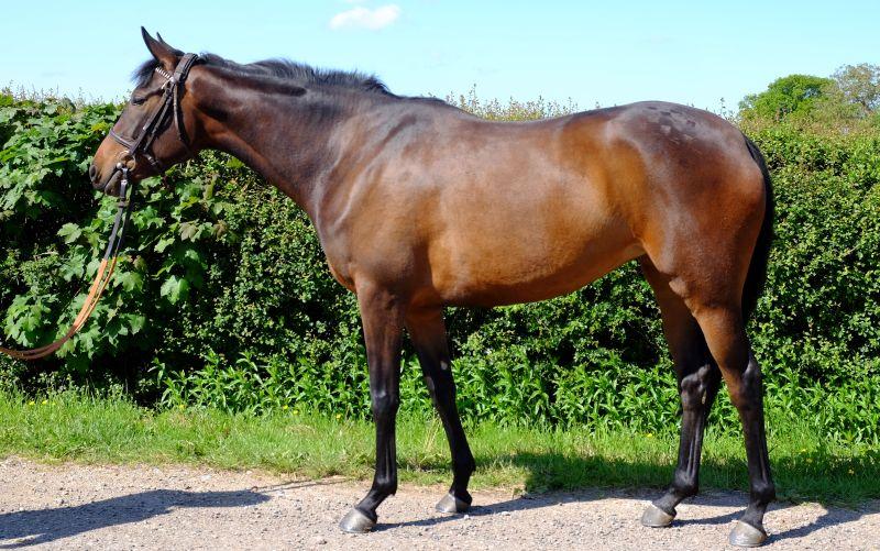 3year old filly by Passing Glance out of Milliegait..For sale