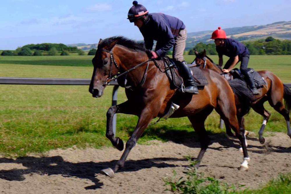 Harry Topper having his first canter this morning
