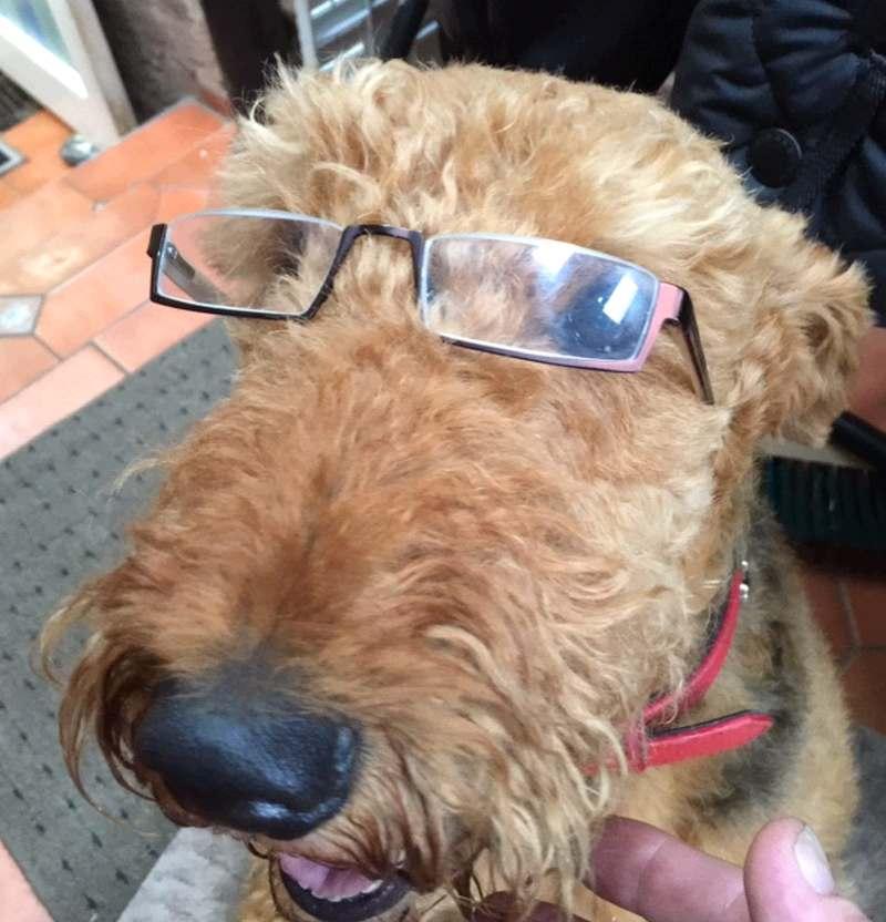 I left a pair of glasses in Aiden Murphys house and he found his dog wearing them this morning...