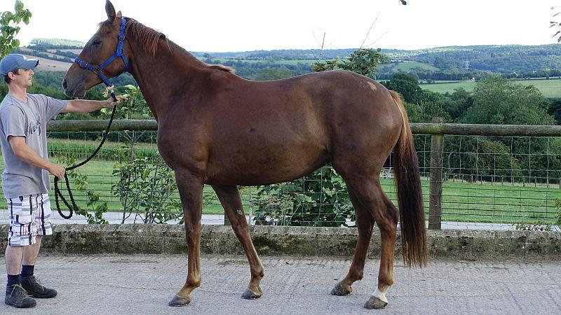 The Duchess of Devonshire's home bred 5 year old mare by Presenting out of Silver Monument