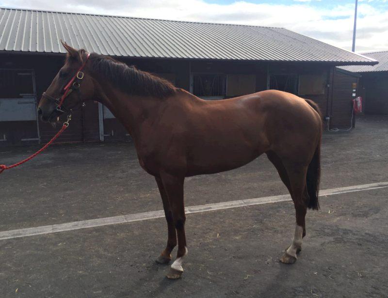 Biscuit at Doncaster sales yesterday..