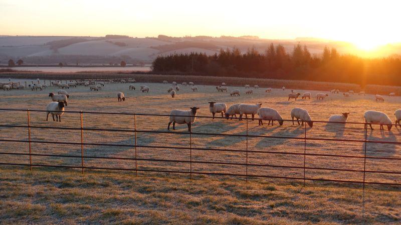 Views of Gordons sheep