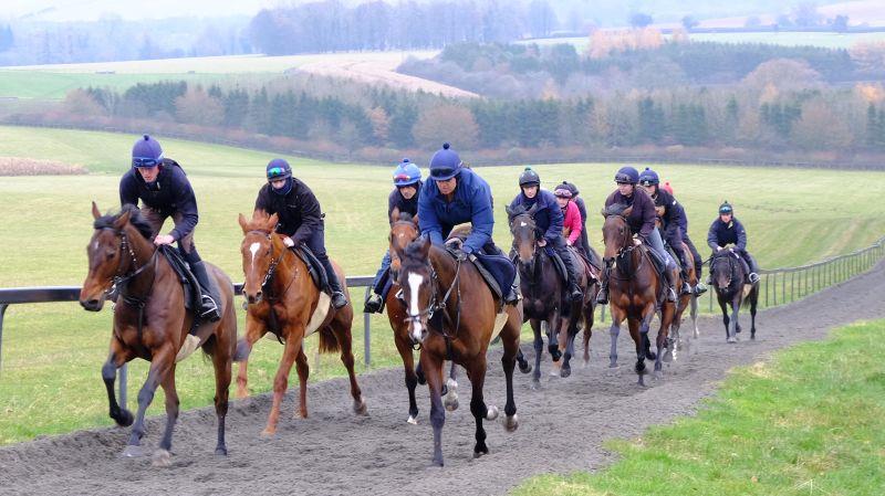 Laval Noir leading the babies.. most of the following horses are either 3 or 4 year olds.