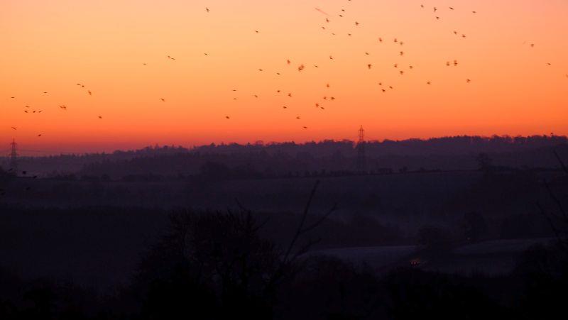Try counting the birds at 6.30am